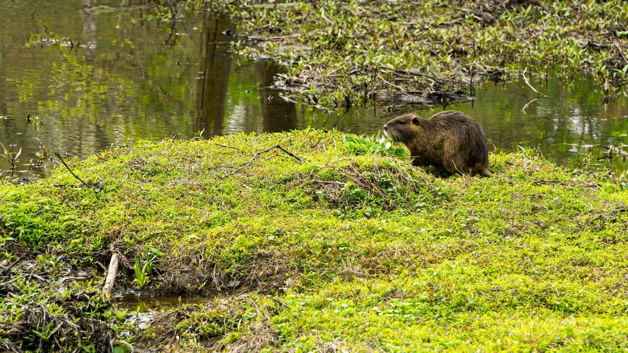 beaver-on-green-grass-field-near-river-4033526(1)