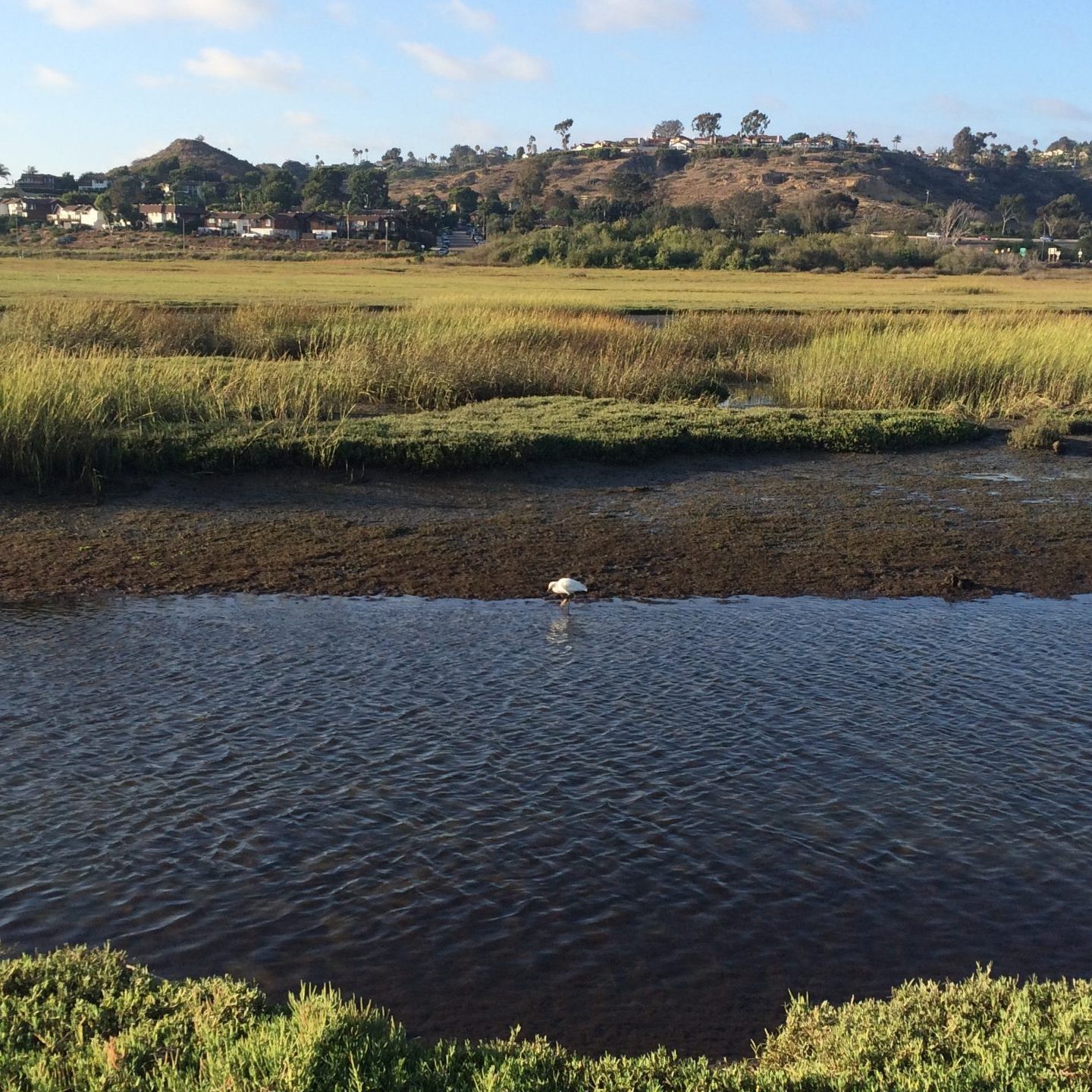 San_Diego_Wetland